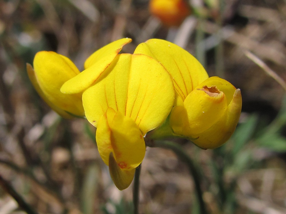 Изображение особи Lotus corniculatus.