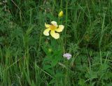 Hypericum ascyron