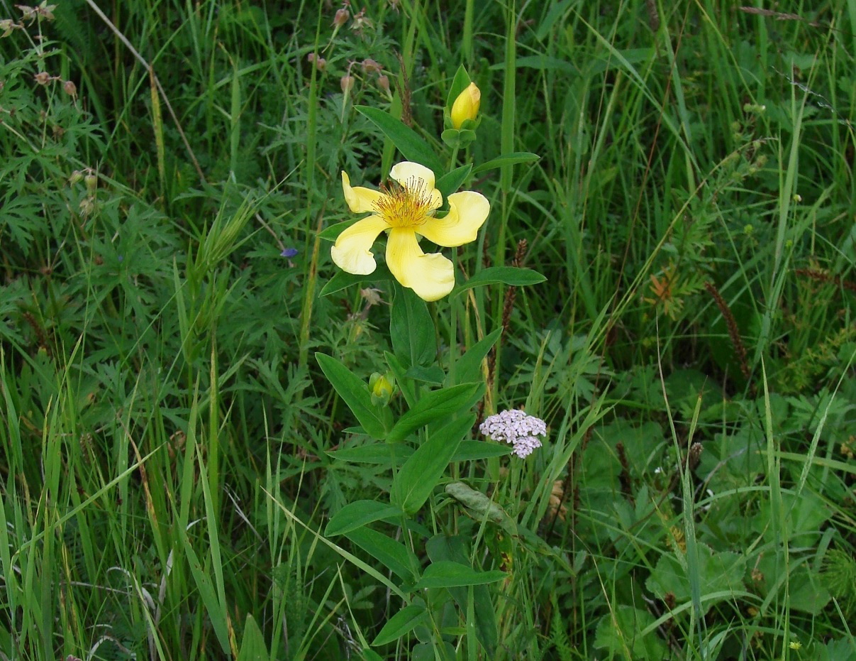 Image of Hypericum ascyron specimen.