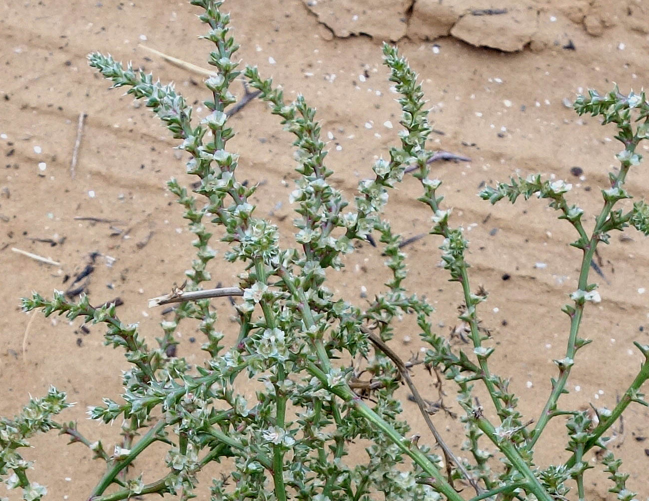 Image of Salsola tragus specimen.