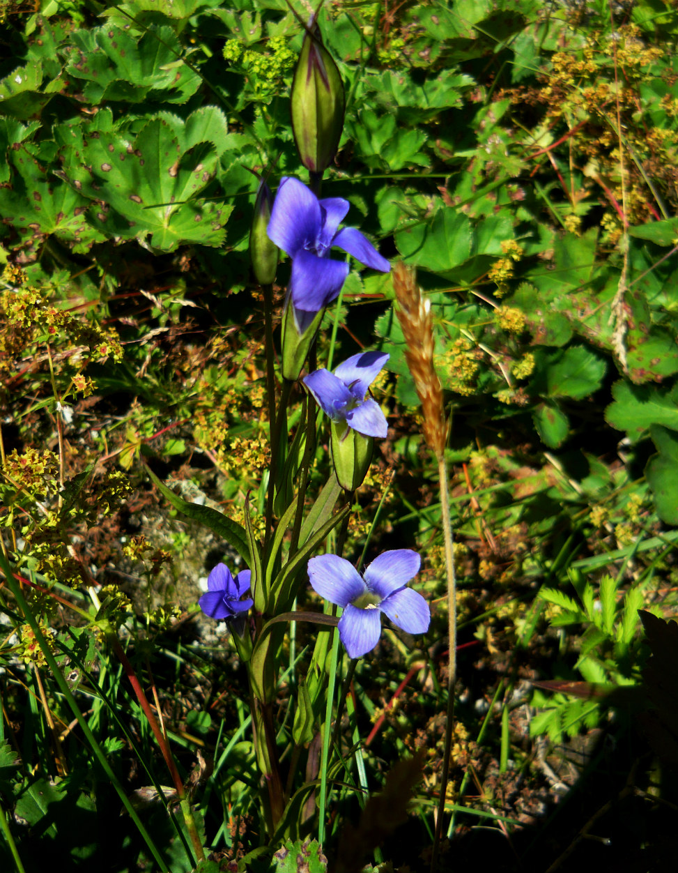 Image of Gentianopsis barbata specimen.