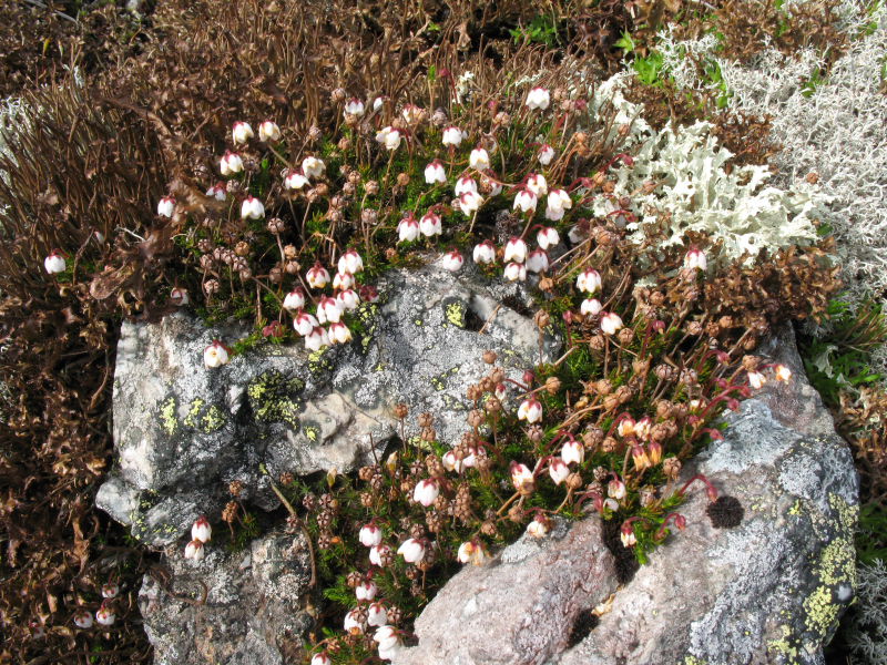 Изображение особи Harrimanella hypnoides.