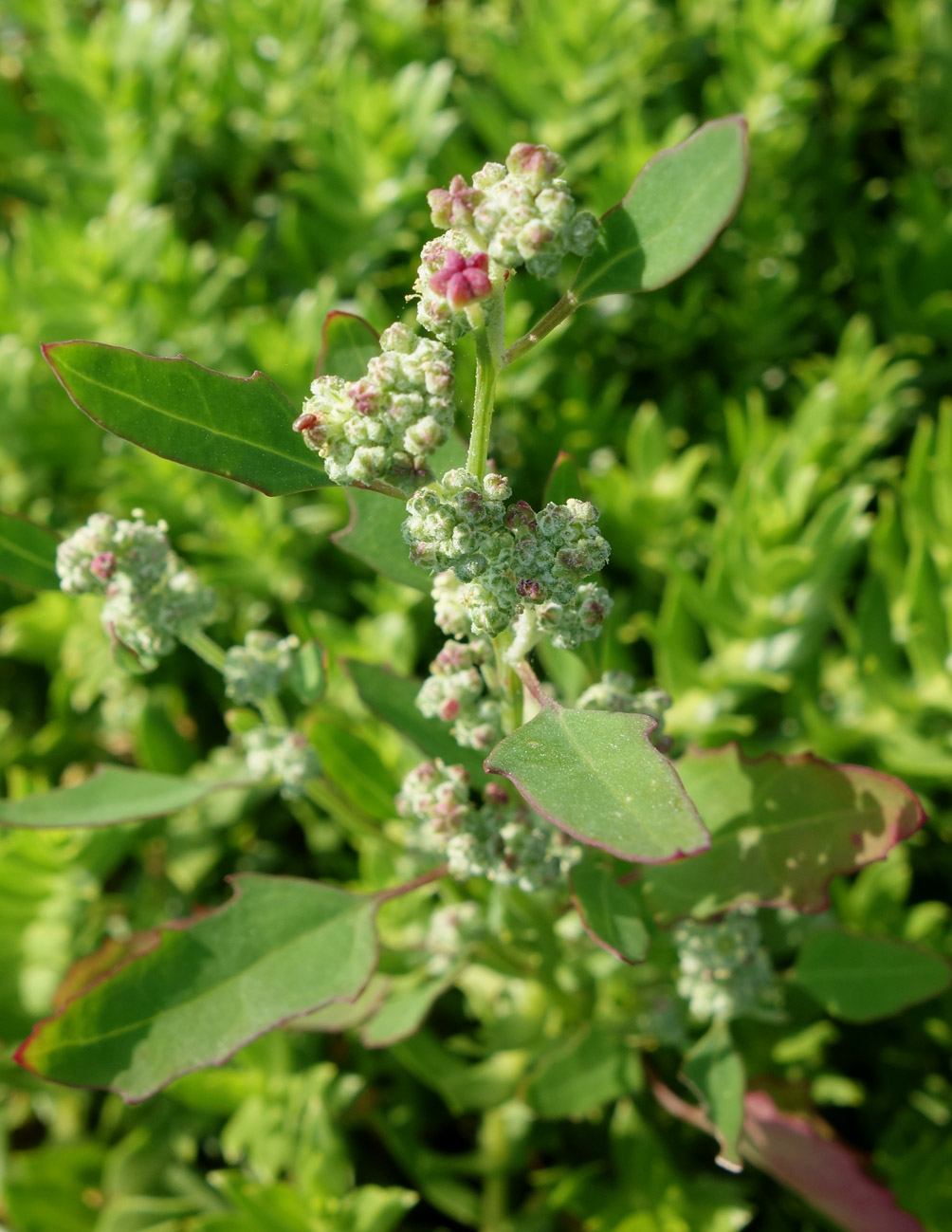 Изображение особи Chenopodium album.