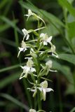 Platanthera chlorantha