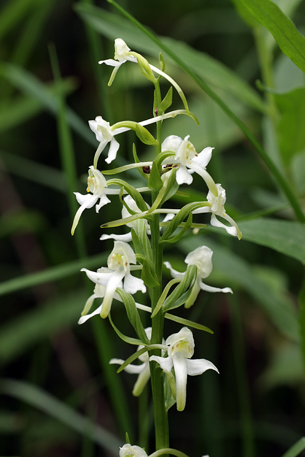 Изображение особи Platanthera chlorantha.