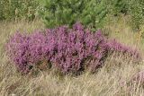 Calluna vulgaris. Куртина цветущих растений. Псковская обл., Гдовский р-н, окр. дер. Спицино; побережье Чудского оз., прибрежная равнина на озёрных песках, сухой злаковый луг (на месте сосняка?) с отдельными молодыми Pinus sylvestris. 17.08.2019.