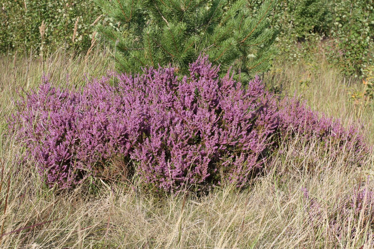 Изображение особи Calluna vulgaris.