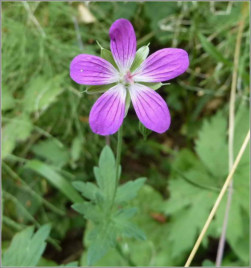 Изображение особи Geranium palustre.