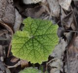 Alcea rugosa. Отрастающий после зимы прикорневой лист. Москва, Воробьёвы горы, Ботанический сад МГУ, в культуре. 22.02.2020.