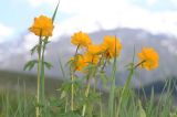 Trollius altaicus