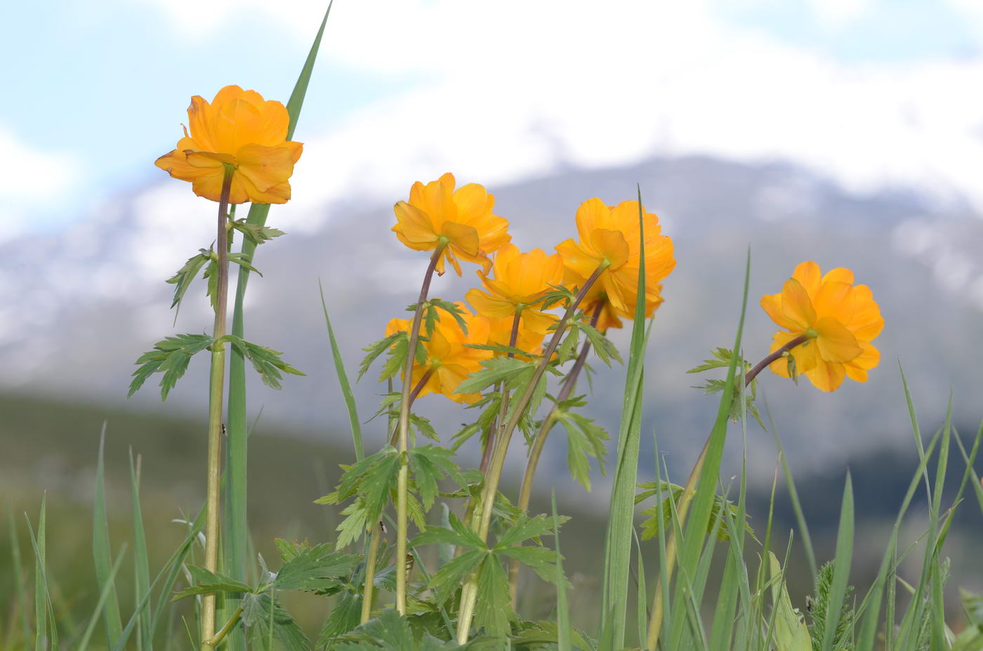 Изображение особи Trollius altaicus.