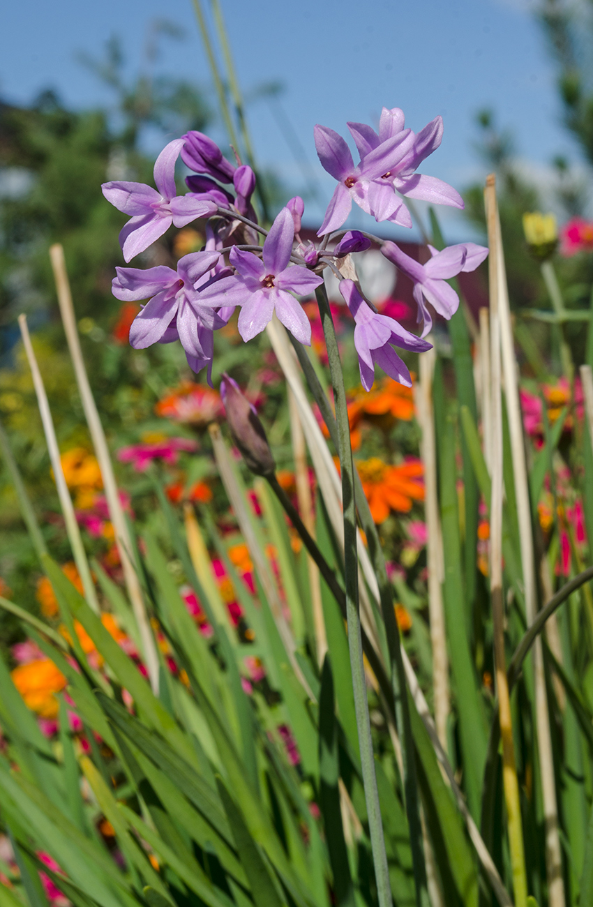 Изображение особи Tulbaghia violacea.
