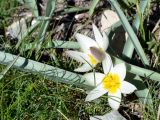Tulipa orthopoda