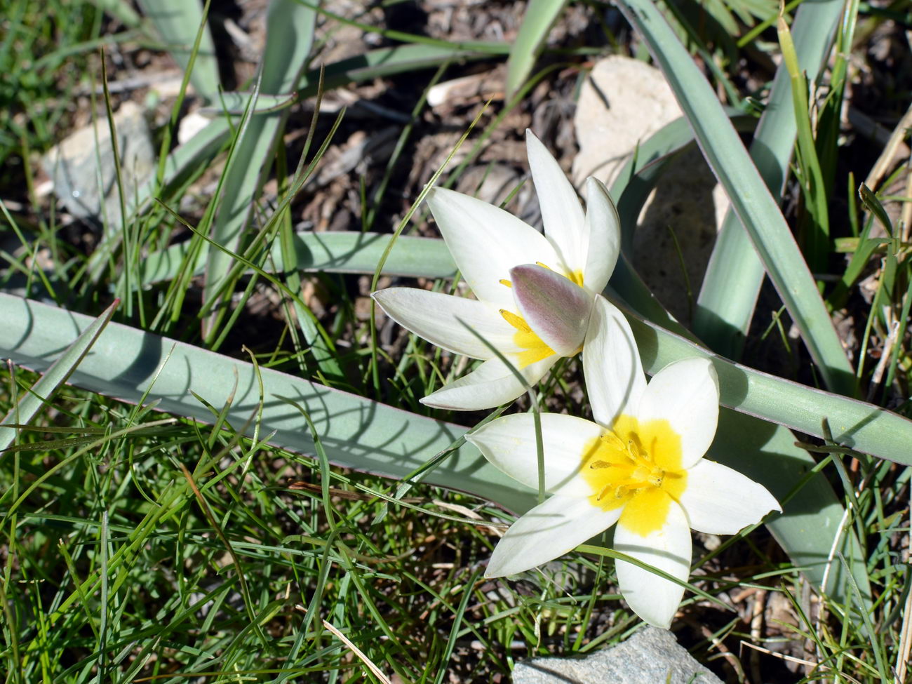 Изображение особи Tulipa orthopoda.