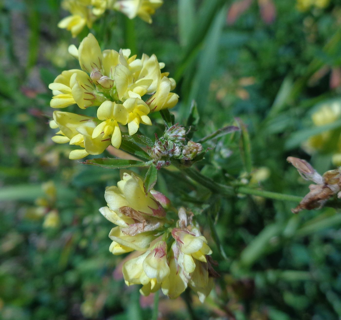 Image of Medicago × varia specimen.