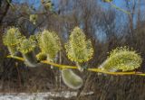 Salix rorida