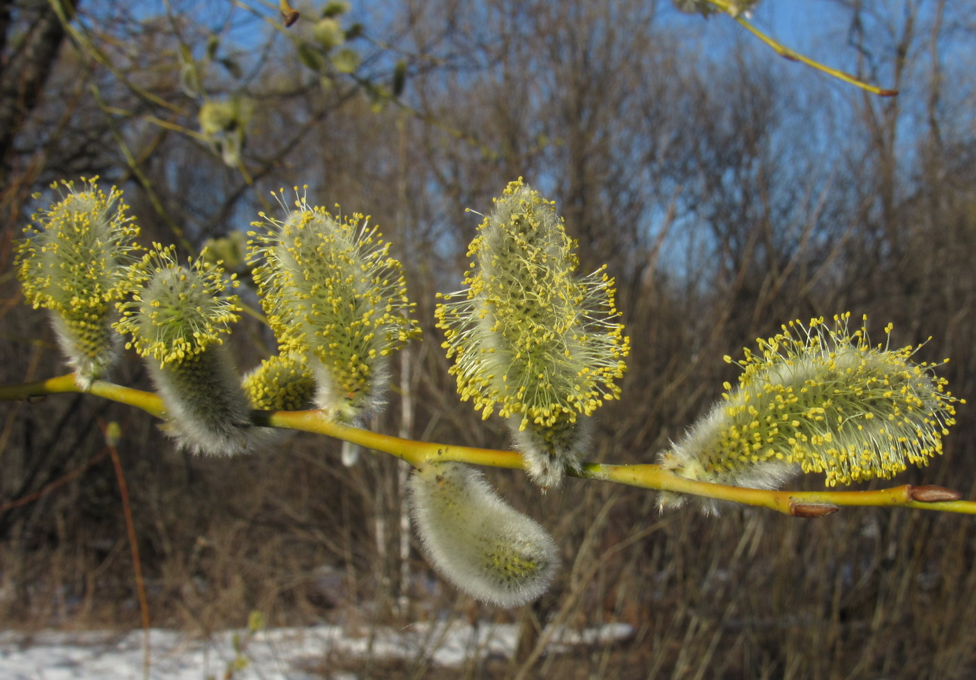 Image of Salix rorida specimen.