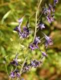 Delphinium elatum