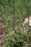 Galium tricornutum. Побеги с цветками и плодами. Крым, Севастополь, новый газон, на привозной земле. 07.05.2020.