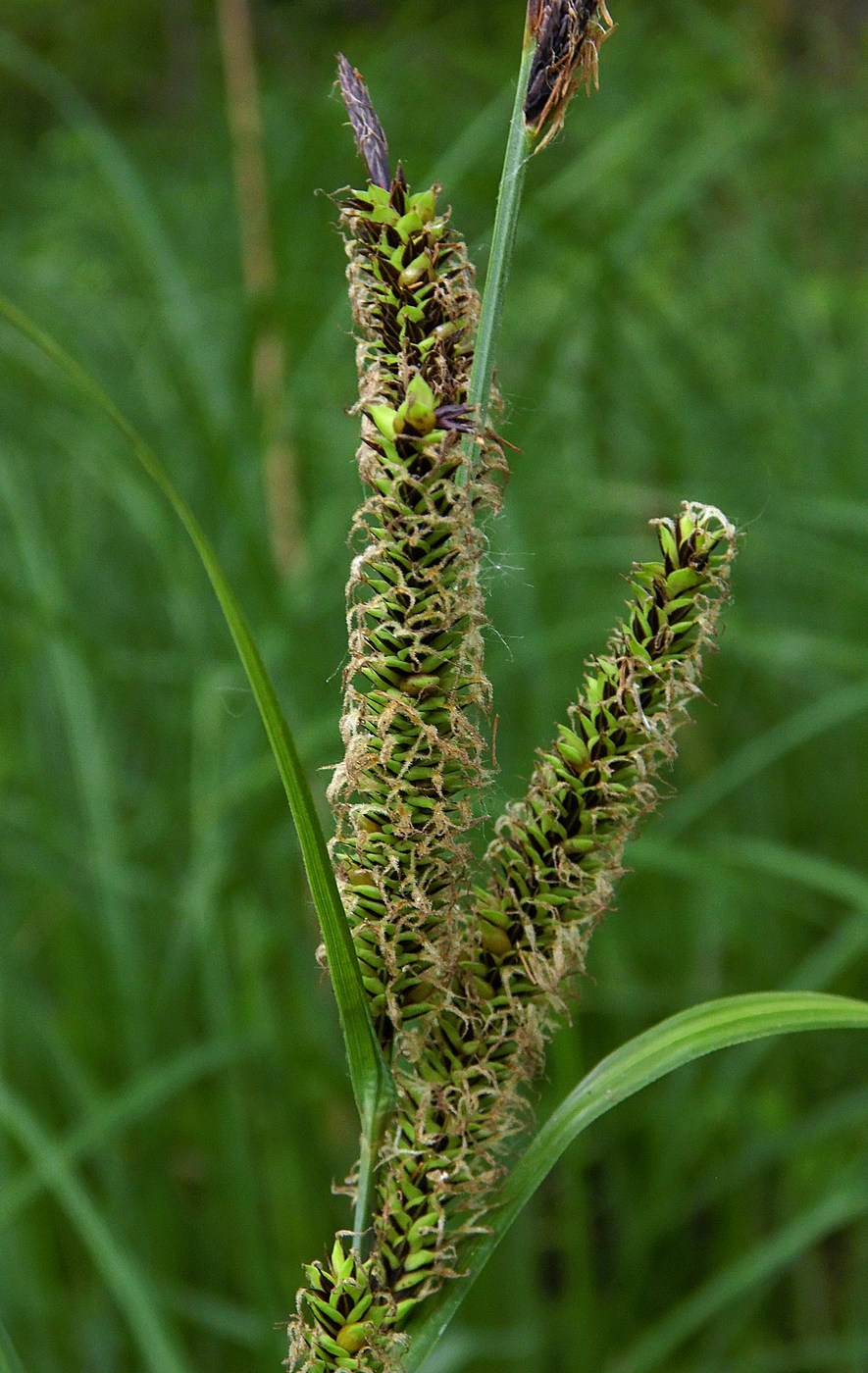 Изображение особи Carex acutiformis.