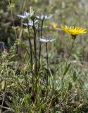 Lomatogonium carinthiacum