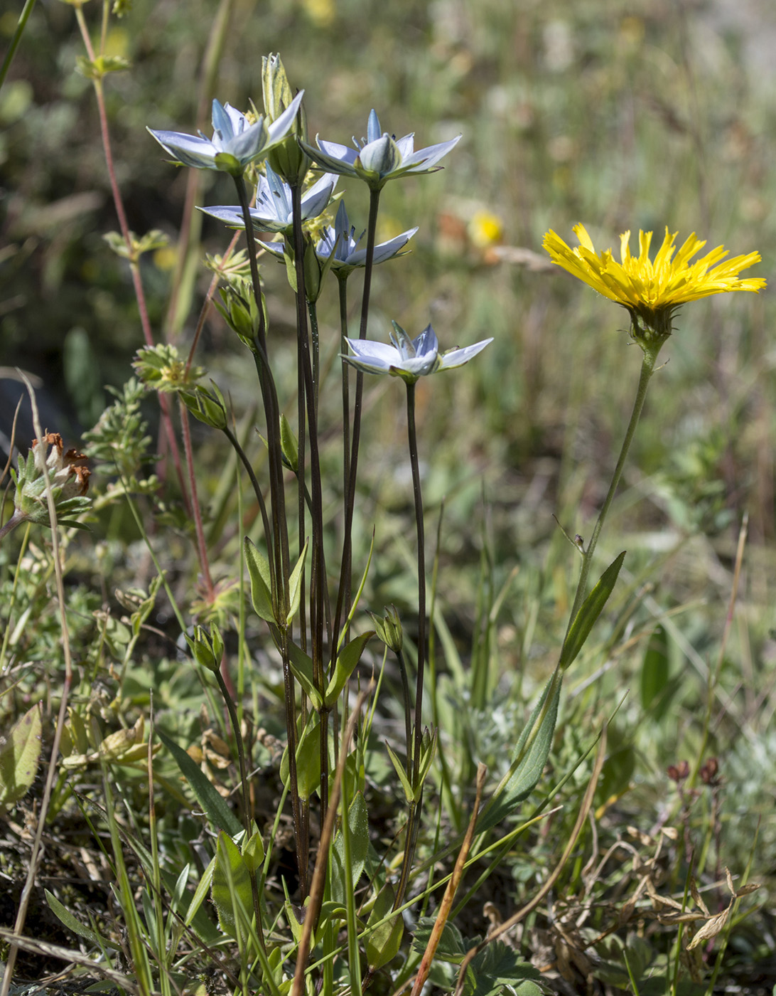 Изображение особи Lomatogonium carinthiacum.