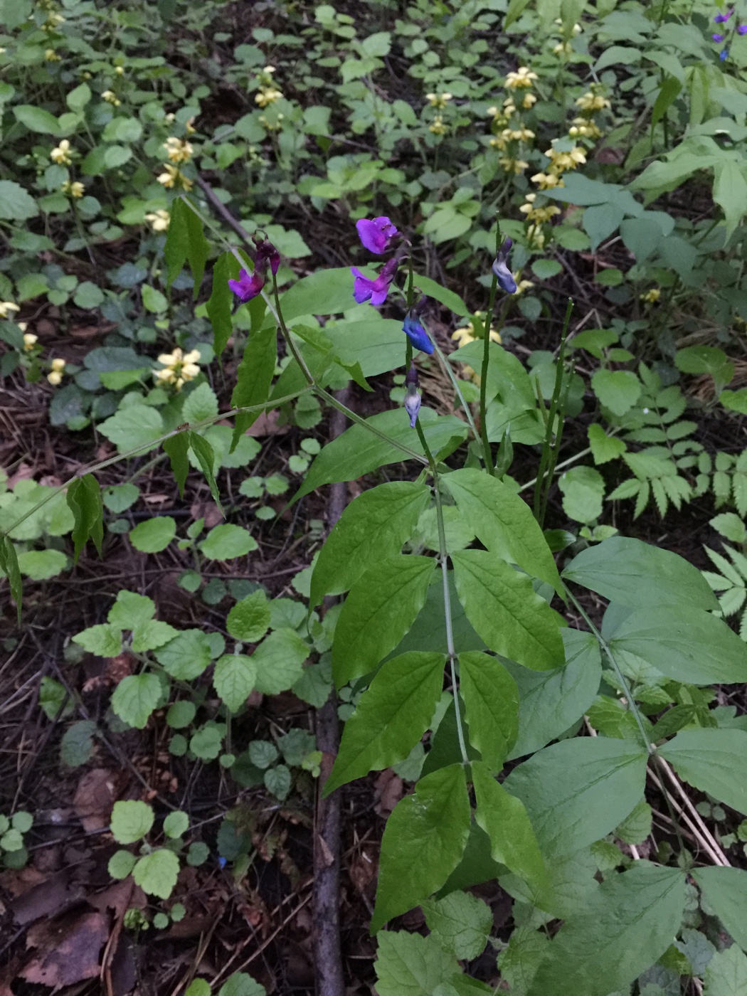 Изображение особи Lathyrus vernus.