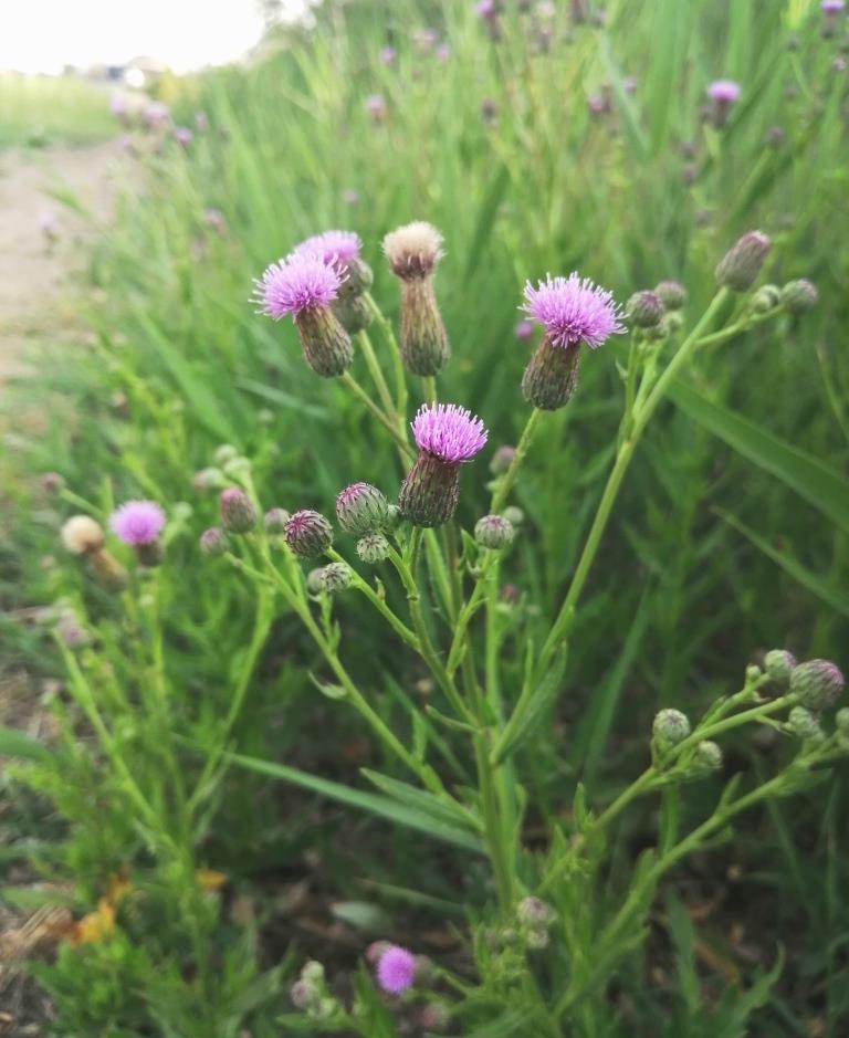 Изображение особи Cirsium setosum.