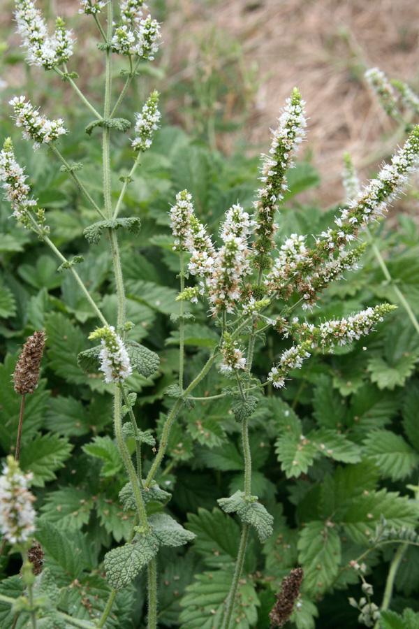 Image of Mentha suaveolens specimen.