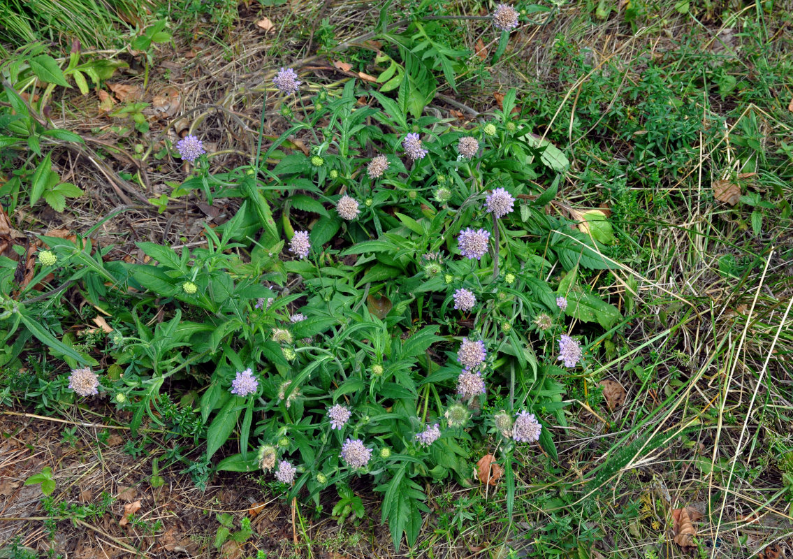 Image of Knautia arvensis specimen.