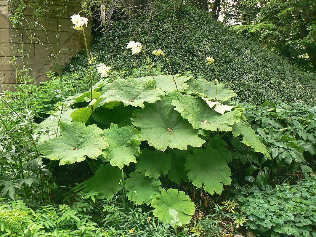 Изображение особи Astilboides tabularis.