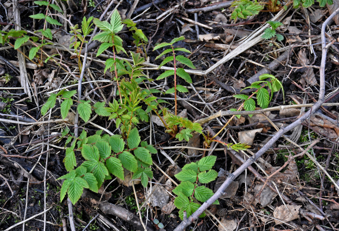 Image of Filipendula ulmaria specimen.