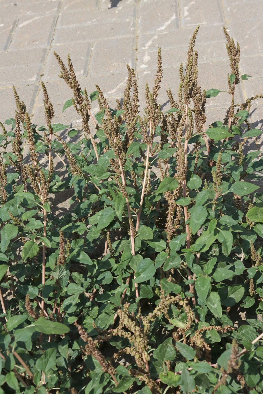 Изображение особи Amaranthus viridis.