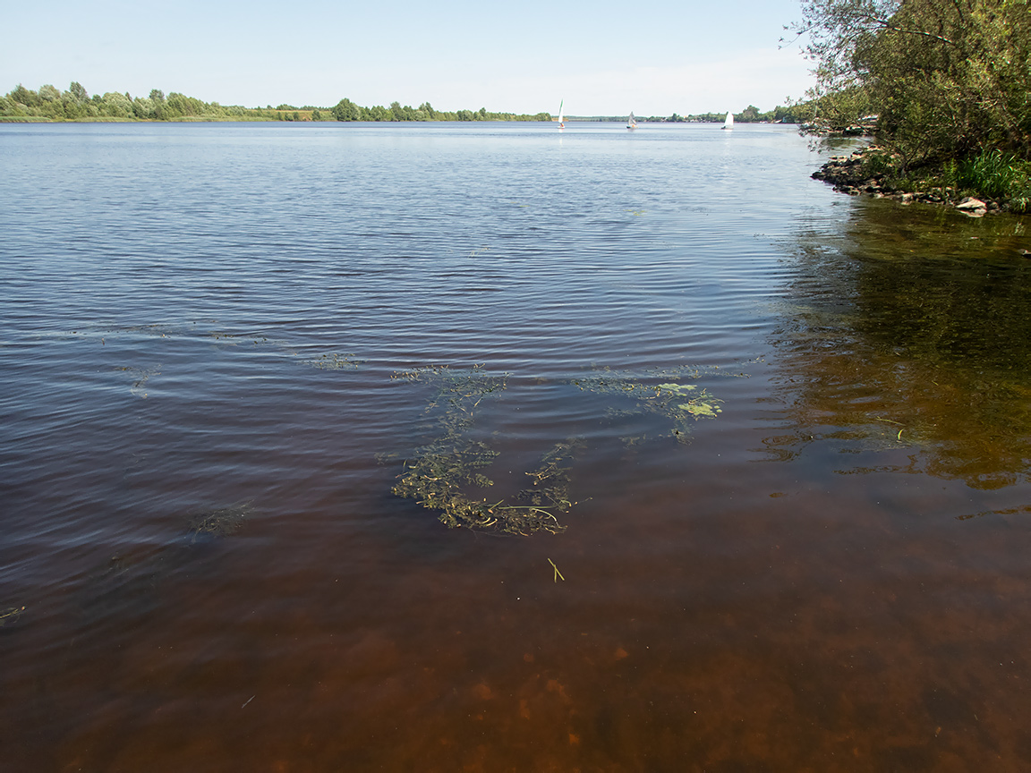 Изображение особи Potamogeton perfoliatus.