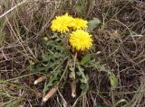 Taraxacum serotinum. Цветущее растение. Украина, г. Запорожье, восточная окраина, долина р. Мокрая Московка, левый берег, разнотравная степь недалеко от железнодорожного моста. 10.10.2020.