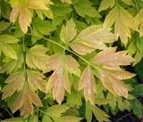 Paeonia suffruticosa