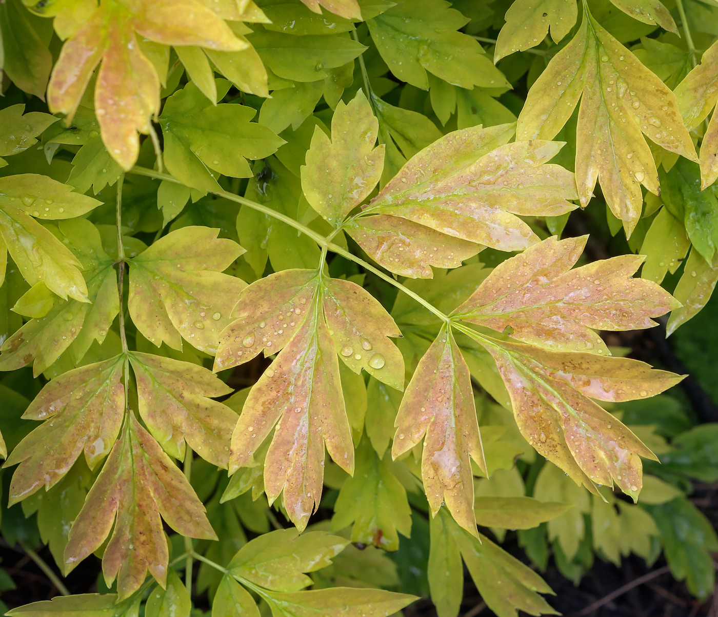 Image of Paeonia suffruticosa specimen.