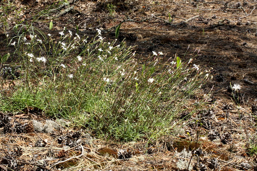 Изображение особи Dianthus borussicus.