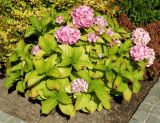 Hydrangea macrophylla