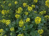 Sinapis alba