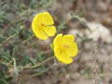 Helianthemum songaricum