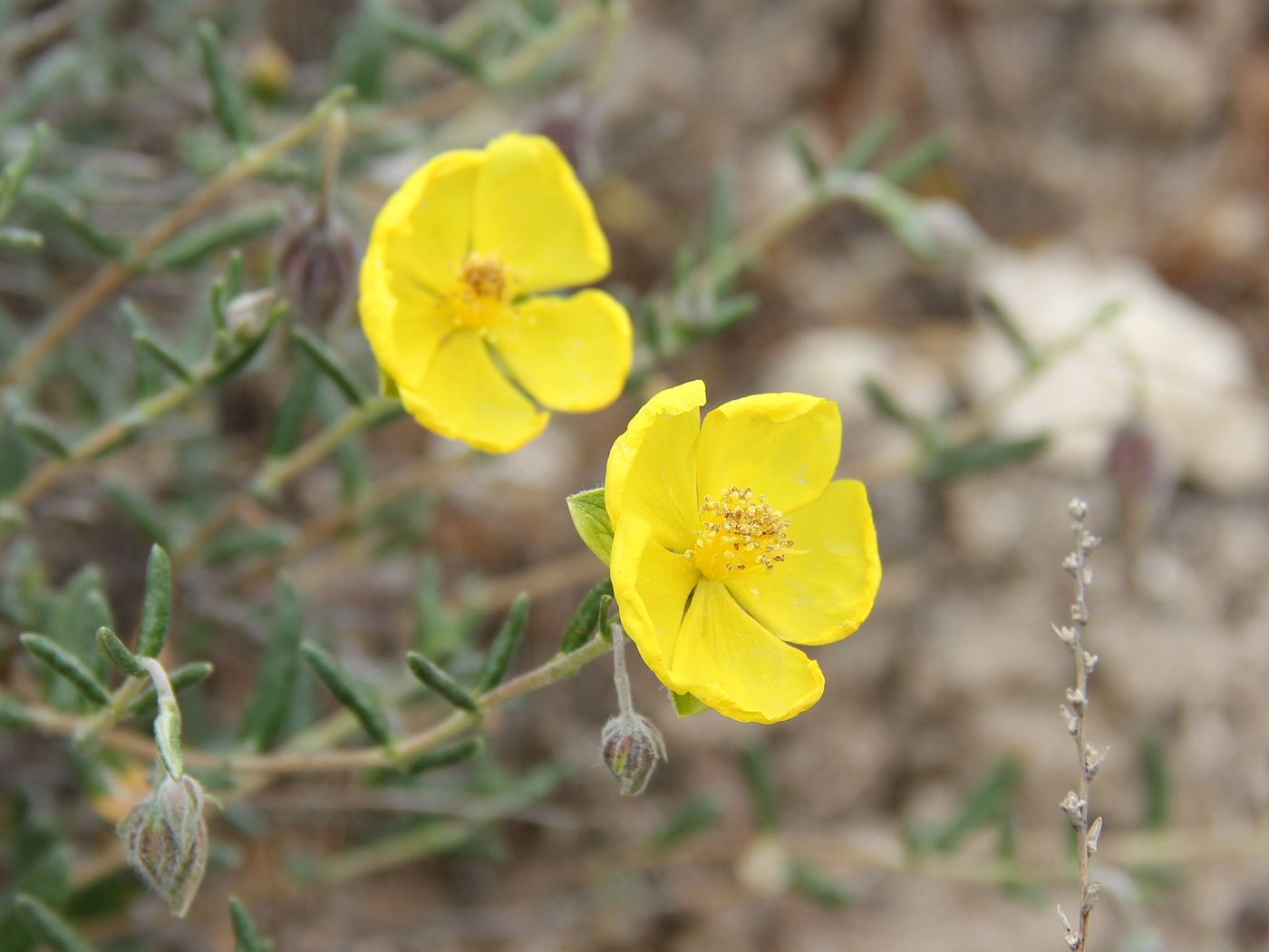 Изображение особи Helianthemum songaricum.