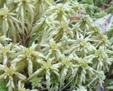 genus Sphagnum