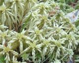 род Sphagnum