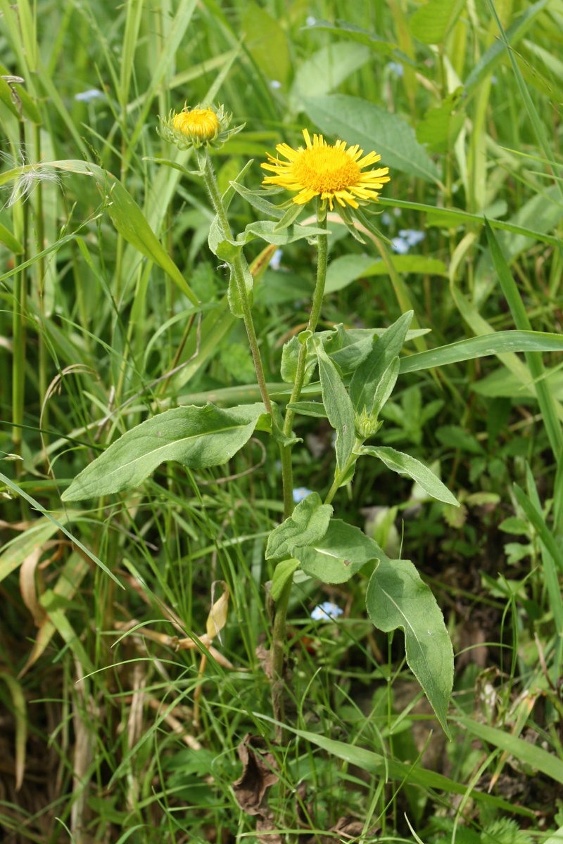 Image of Inula britannica specimen.