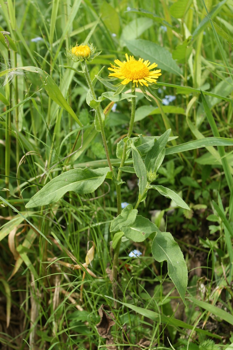 Изображение особи Inula britannica.