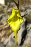 Linaria genistifolia подвид dalmatica. Цветок. Хорватия, Дубровник, гора Srd, травянистый склон с одиночными кустарниками. 28 августа 2010 г.