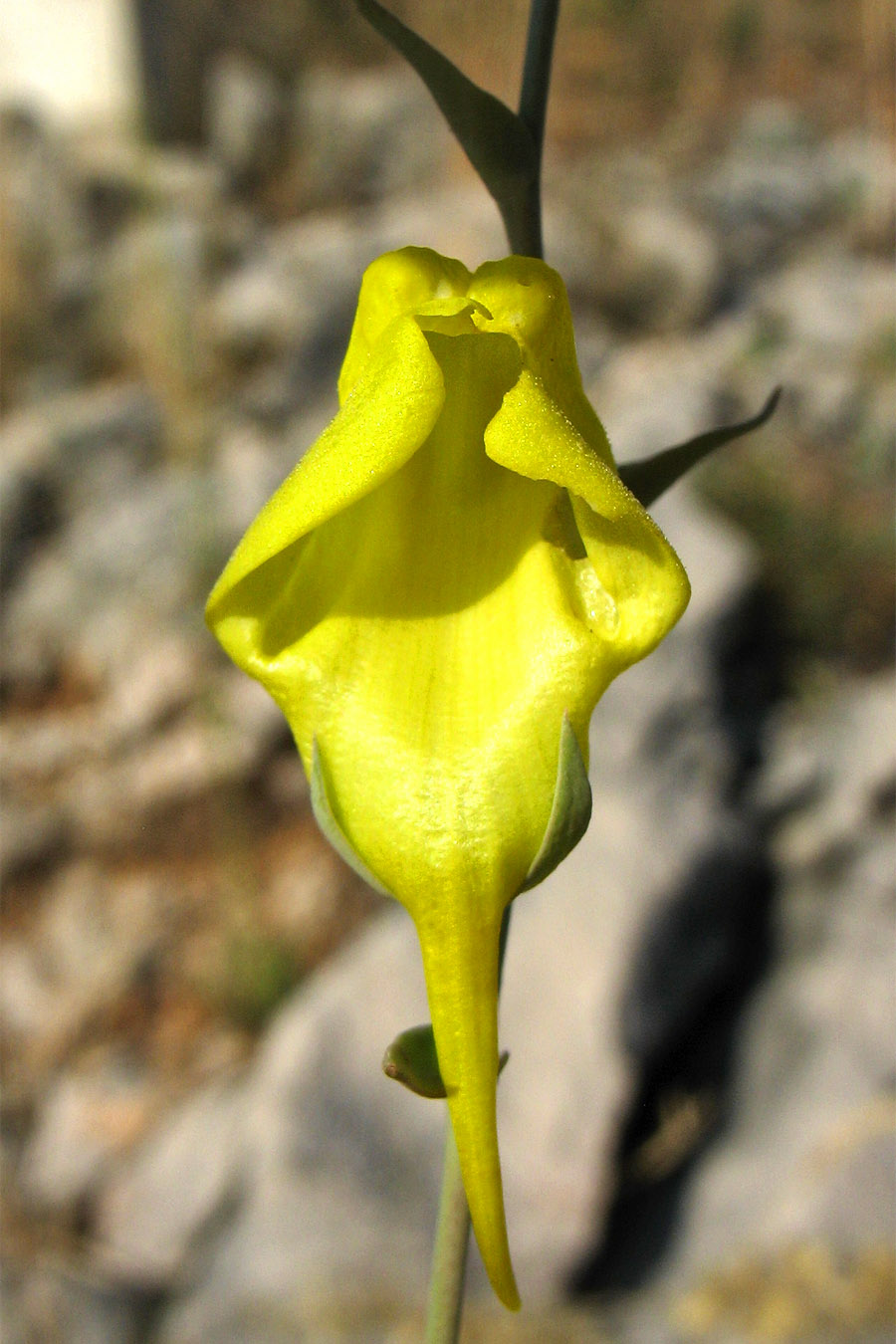 Image of Linaria genistifolia ssp. dalmatica specimen.