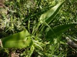 Rumex aquaticus