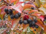 Cotoneaster lucidus. Часть ветви с плодами и листьями в осенней окраске. Беларусь, Минская обл, г. пос. Мачулищи, декоративное озеленение. 17.10.2015.